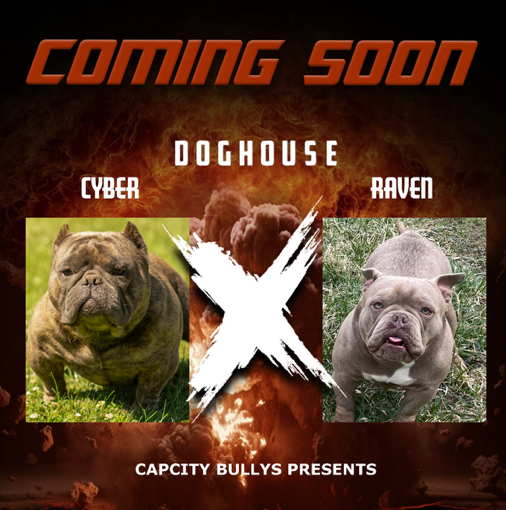🏆 Cyber × Raven — Elite Micro Bully Breeding Announcement