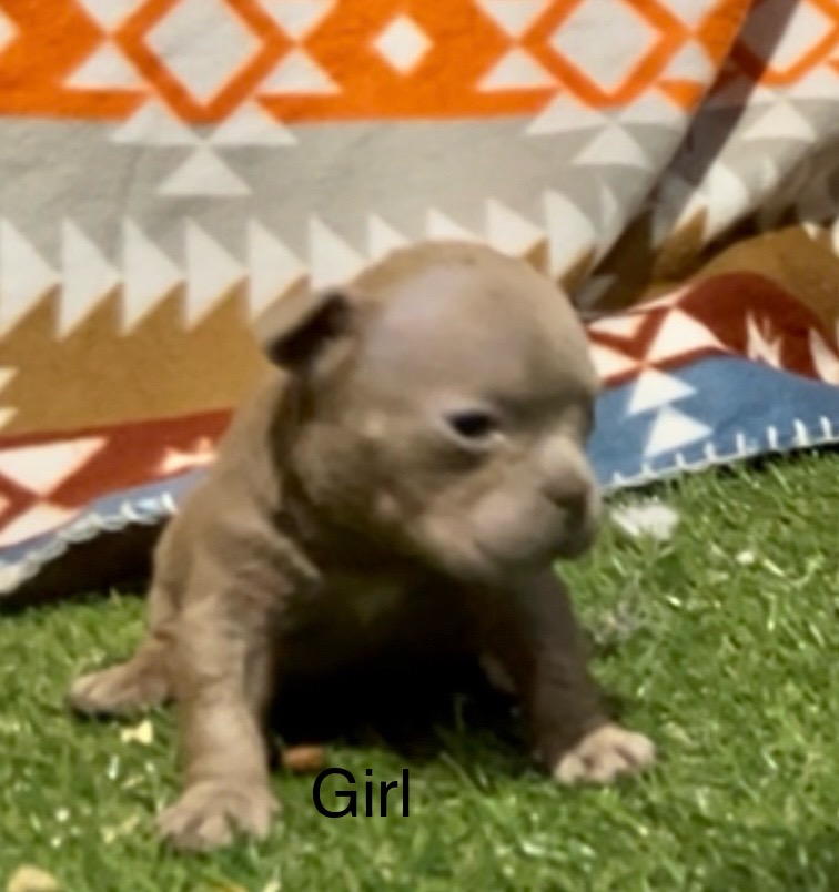 Cyber × Raven Micro Bully Puppies Are Here