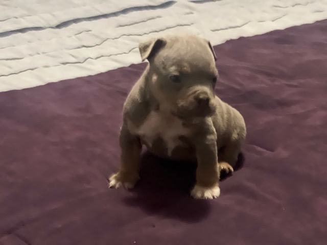 ⚔️ Ghost Reign — Striking Lilac Tri Micro Male Built for Structure & Show Quality