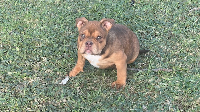 🔥Roxy – Stunning Chocolate Tri Micro Female • $3,000 • Elite Bloodline Quality