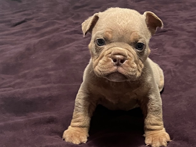 ❄️ Blu Ice Magnum — Clean Lilac Micro Male with Elite Genetics & Standout Features – $3,000.00