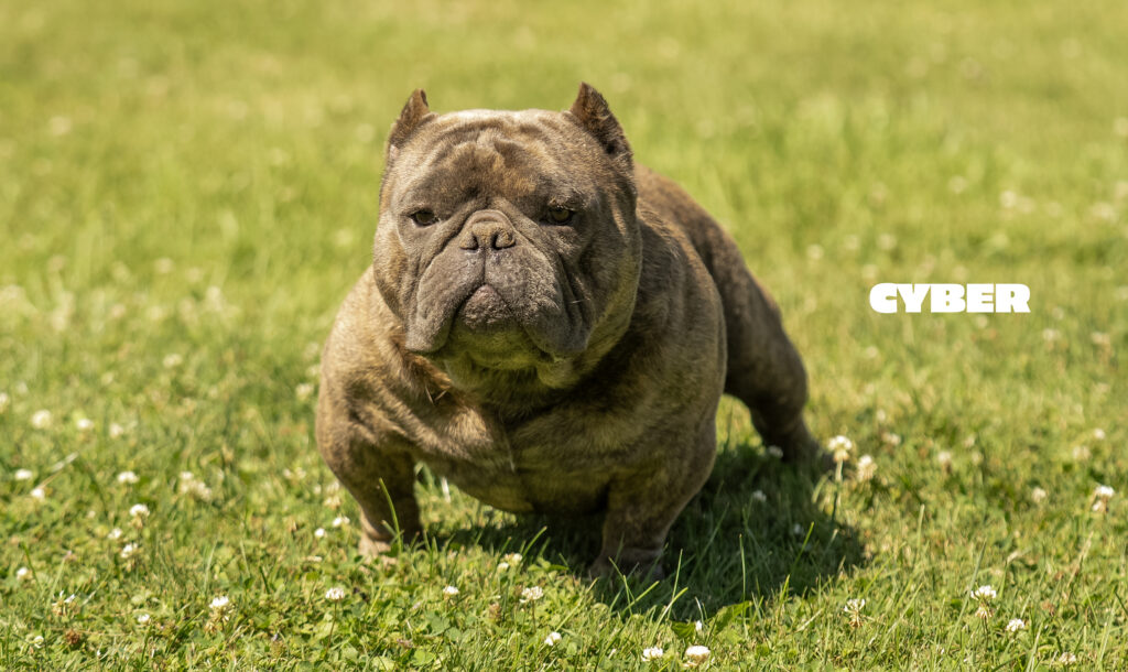 Cyber, an American Bully from Capcity Bullys, sitting calmly and demonstrating balanced structure and temperament