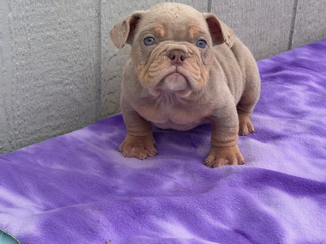 ❄️ Blu Ice Magnum — Clean Lilac Micro Male with Elite Genetics & Standout Features – $3,000.00