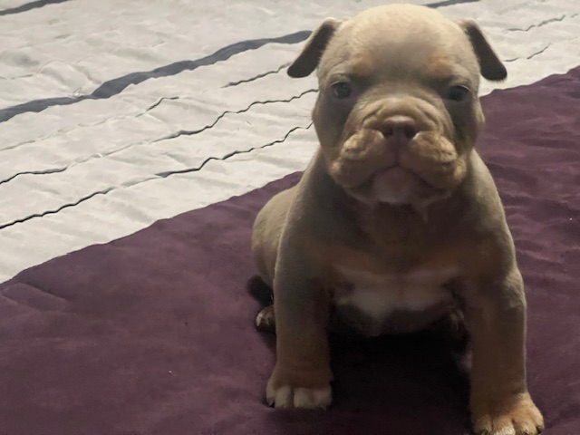 👑 Royal Valor — Elite Lilac Tri Micro Male with Icon × Bella Power & Presence