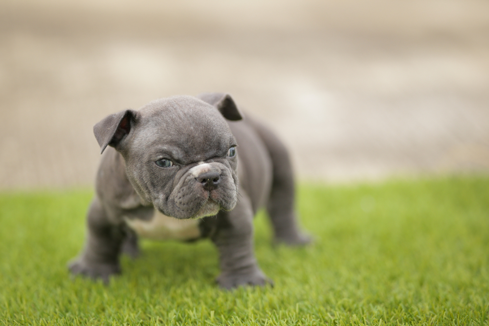 Blue Micro Bully puppy standing on green grass in South Carolina