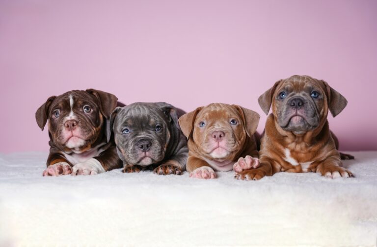 Four American Bully puppies standing in a row showing different coat colors and early structure