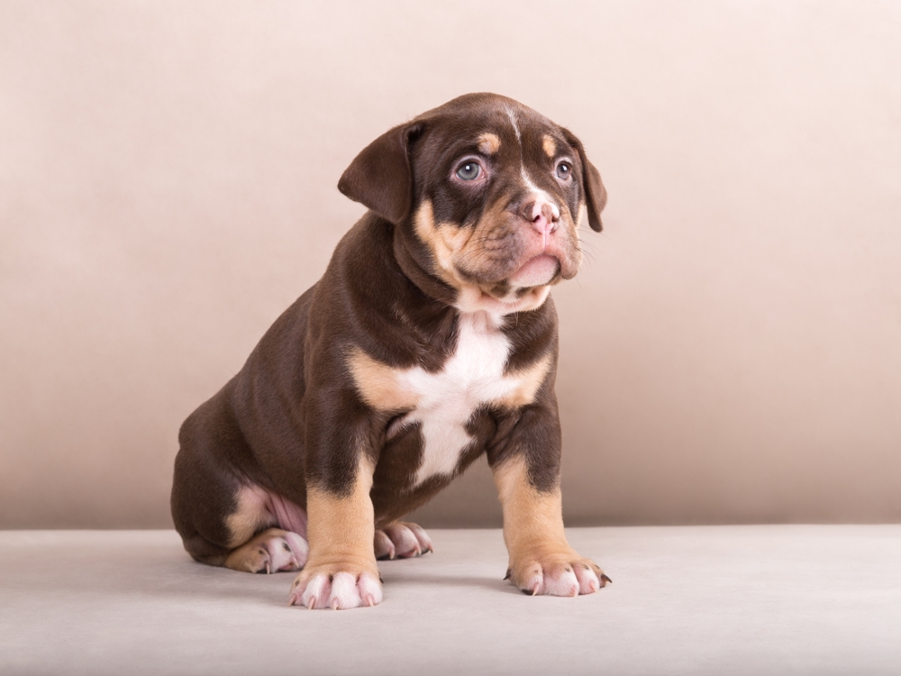 Sitting American Bully puppy showing healthy structure, calm temperament, and early development