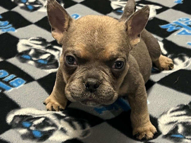 🔥 BRONX — Lilac Tri Micro Bully Male – $3,000.00