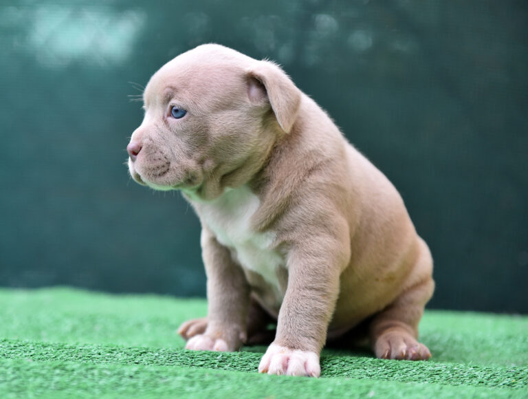 American Bully puppy standing on grass with muscular build and alert expression