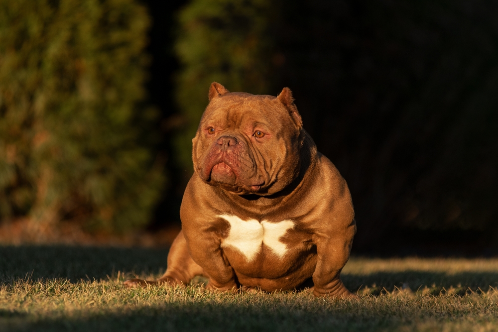 American Micro Bully sitting on green grass in a summer park