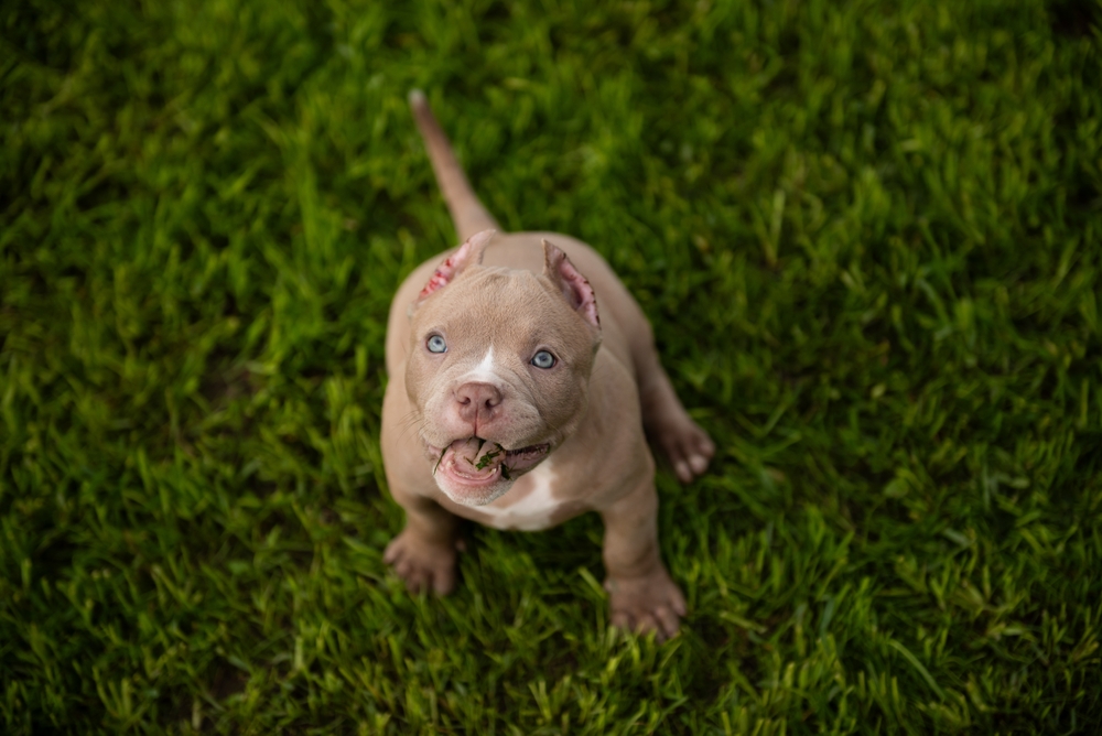 Micro Bully puppy with cropped ears looking upward outdoors