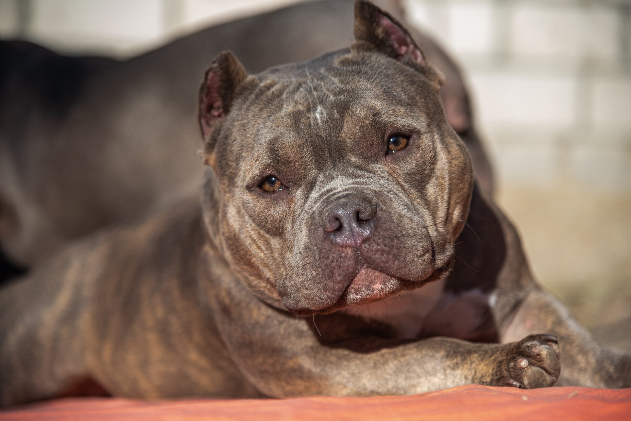 Close-up portrait of a powerful Micro American Bully with muscular build and confident expression