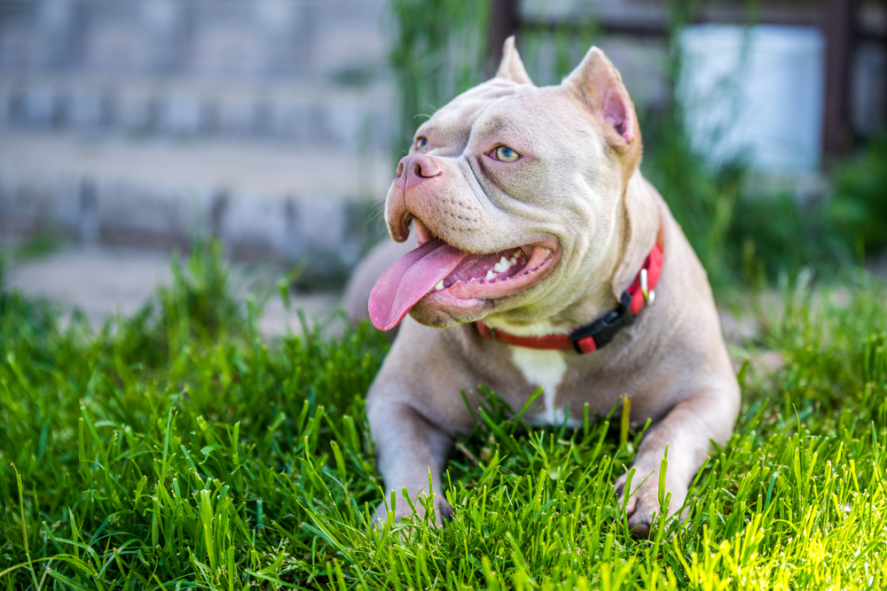 Micro Bully laying calmly in grass with muscular build and compact frame
