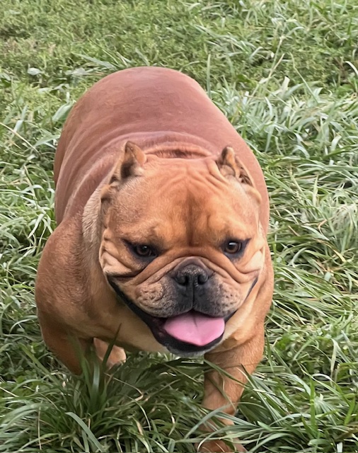 🐾 Mia — Adult Micro Bully Female (Rehoming) — $900