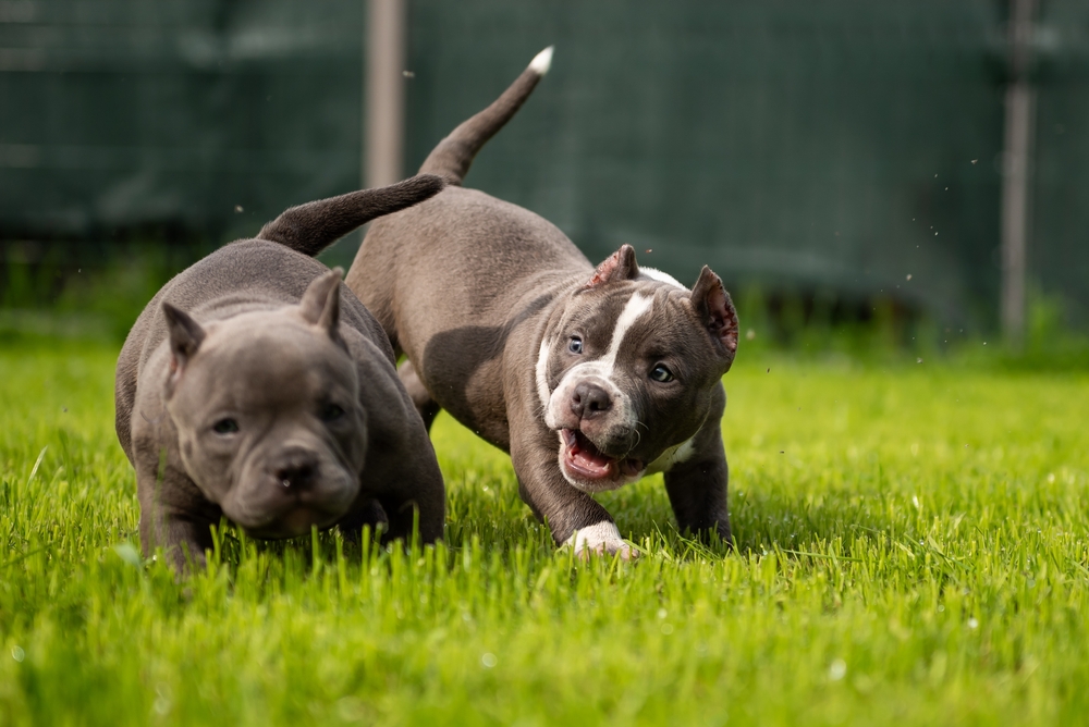 American Bully puppies playing on green grass outdoors showing playful behavior and healthy development