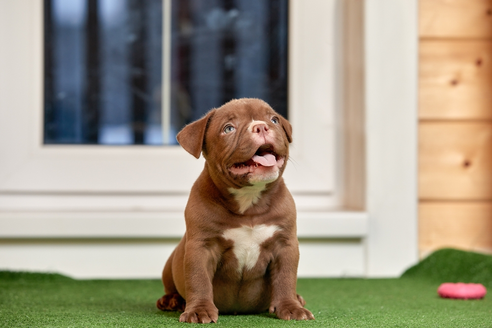 cute American Bully puppy sitting on grass looking playful and curious with compact muscular build