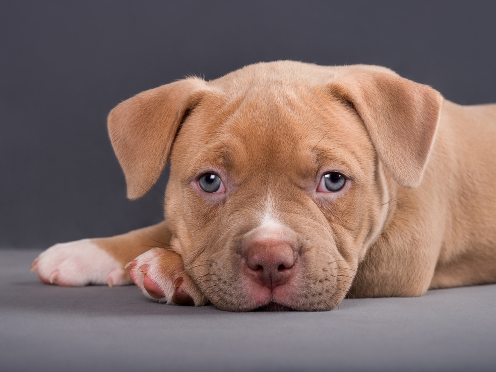 cute American Bully puppy on isolated background looking at camera with friendly expression and compact build