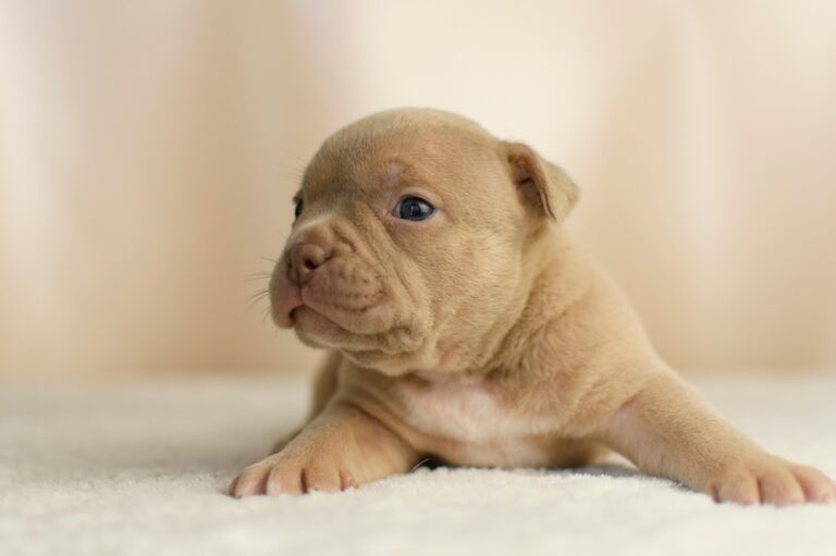 cute American Bully puppy posing with playful expression and compact muscular build