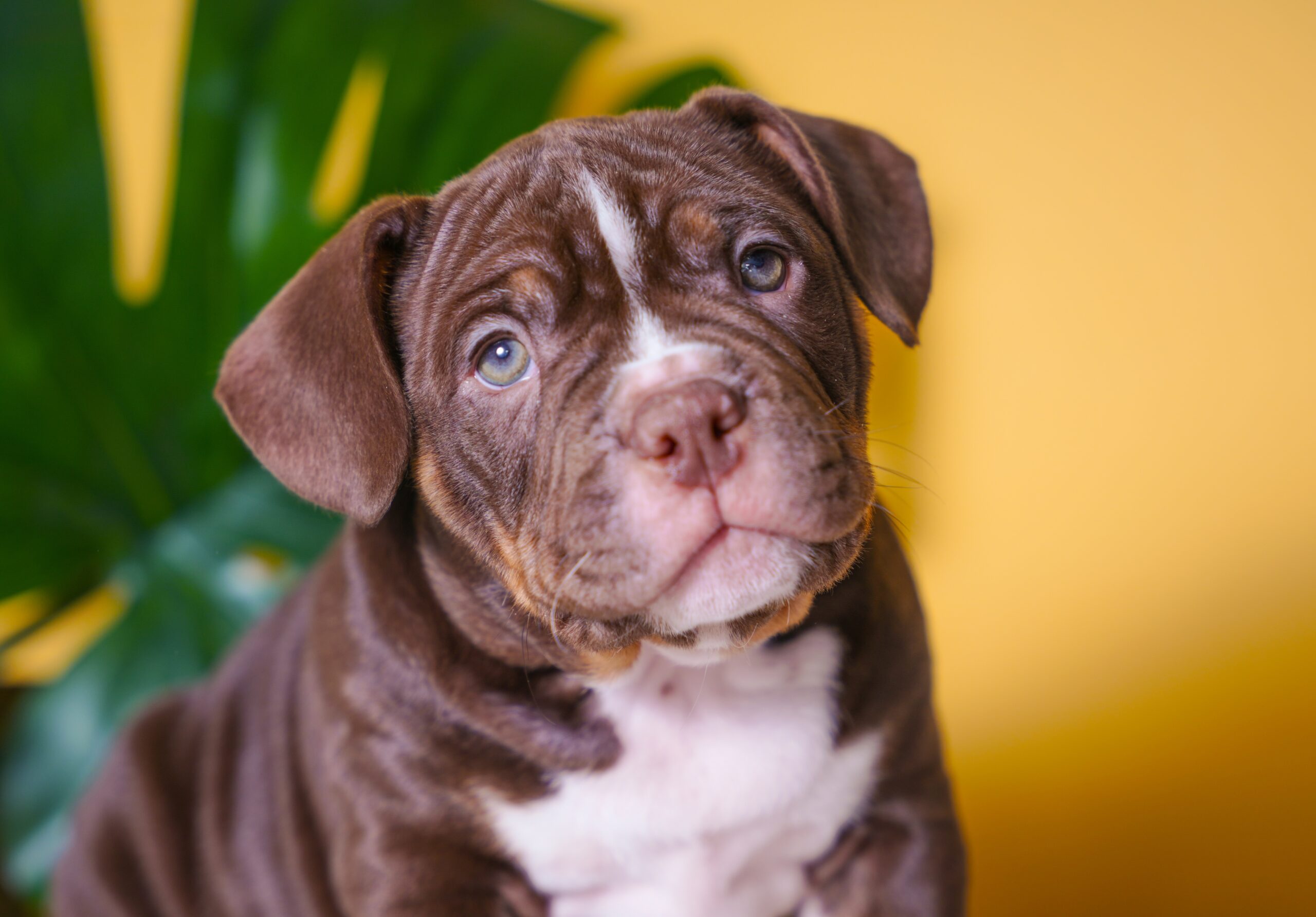 cute American Bully puppy portrait on yellow background with monstera leaf showing playful expression and compact build