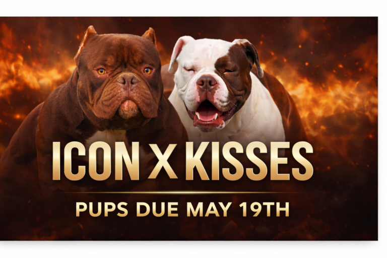 Icon x Kisses Micro Bully breeding announcement puppies due May 19 with compact muscular American Bully parents