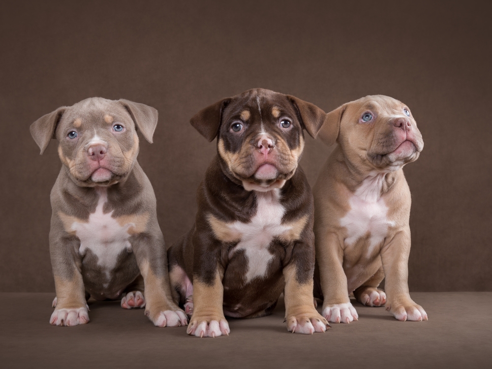 Micro Bully puppy in San Diego California from CapCity Bullys