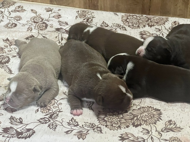 Icon × Kisses Micro Bully Puppies Are Here