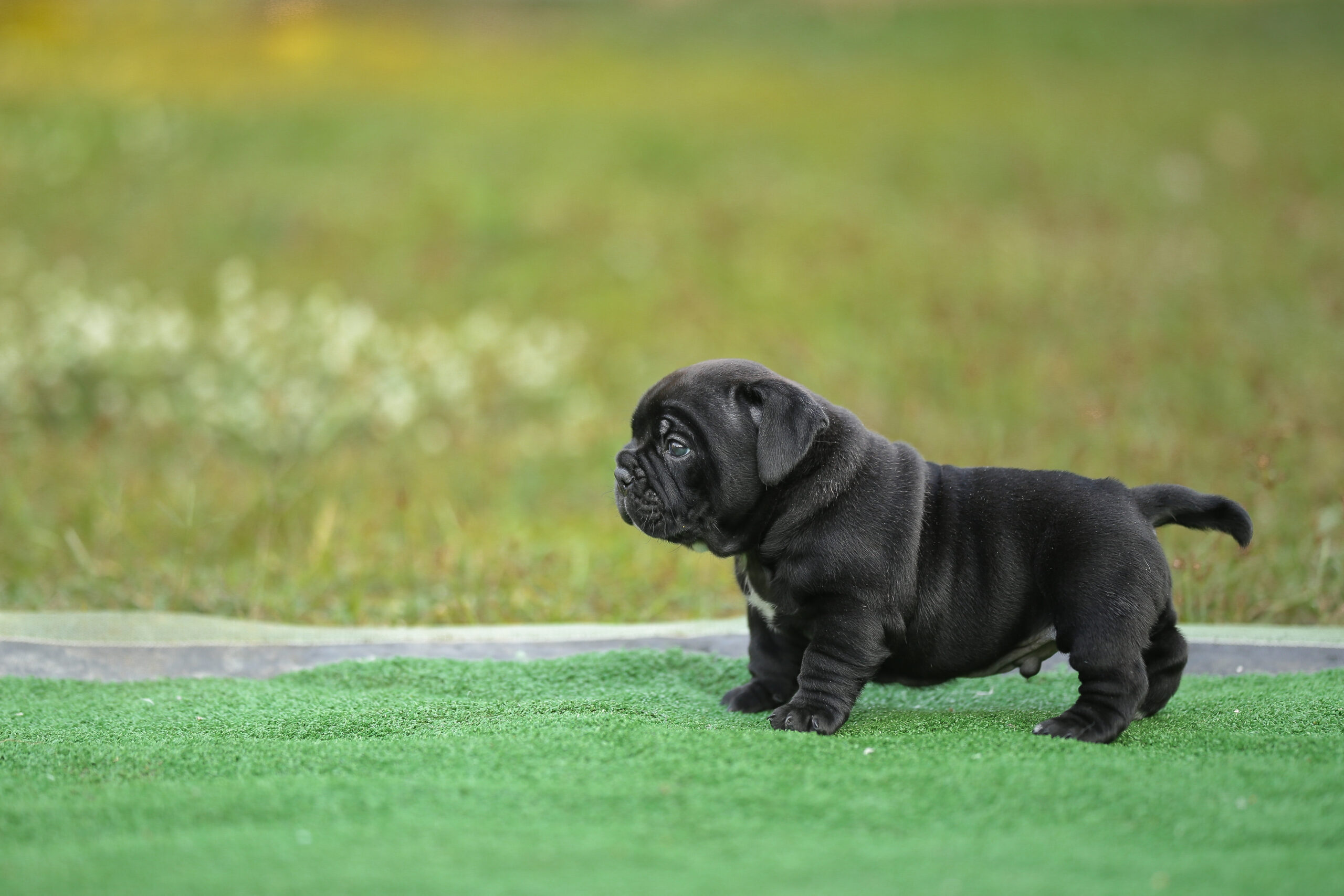 Black color American Bully Micro Exotic Bully puppy standing outdoors on green grass