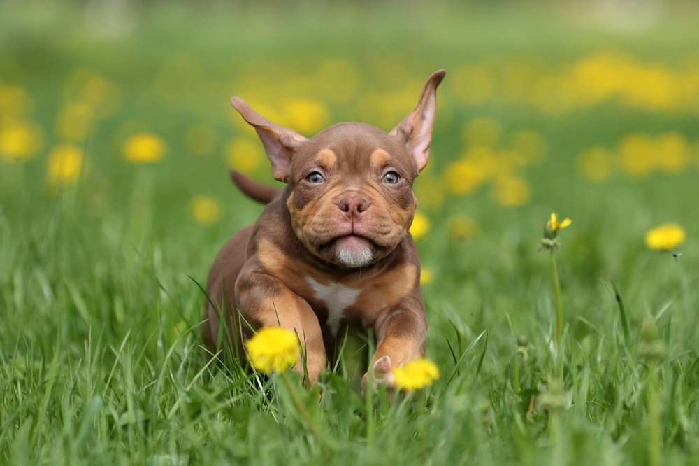 Cute funny American Bully puppy running through green grass outdoors