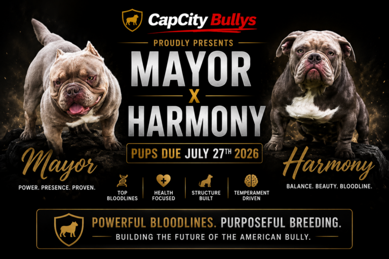 Mayor x Harmony Micro Bully breeding banner featuring elite Bape and Devilspit bloodlines with puppies due July 27th 2026 at Capcity Bullys