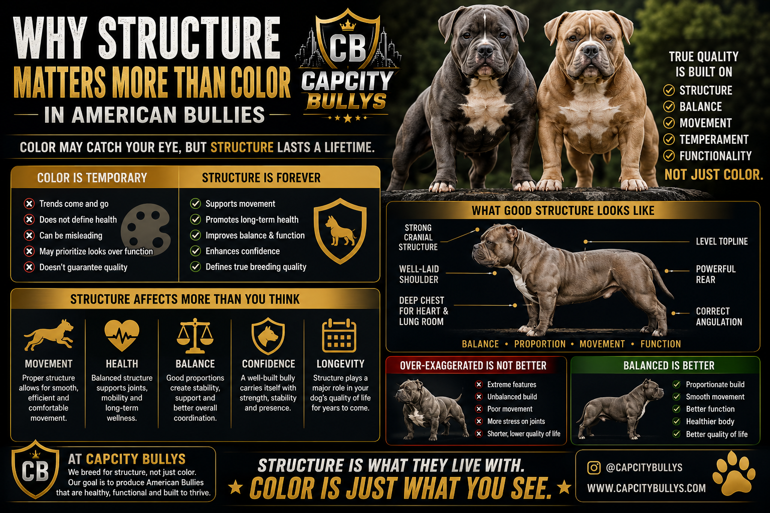 Educational American Bully infographic explaining why structure matters more than color featuring balanced bully structure, movement, proportions, and functionality