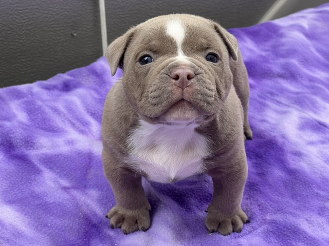Meet Ace: Foundation Quality From the Icon × Kisses Litter