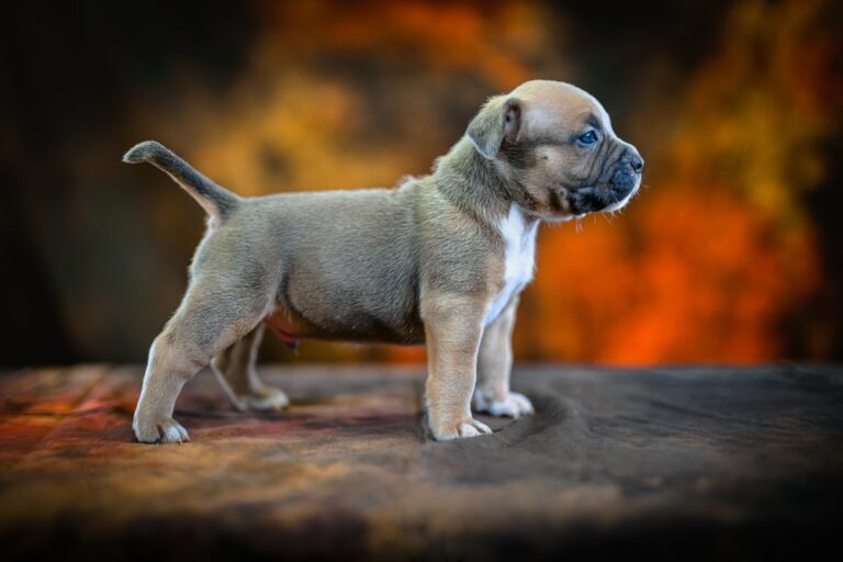American Bully puppy posing on a splattered brown studio background with a muscular build, broad head, and confident expression.