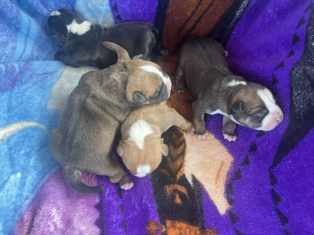 Four newborn Micro Bully puppies from the Icon × Storm litter born July 29, 2026, featuring three males and one female with elite American Bully bloodlines.
