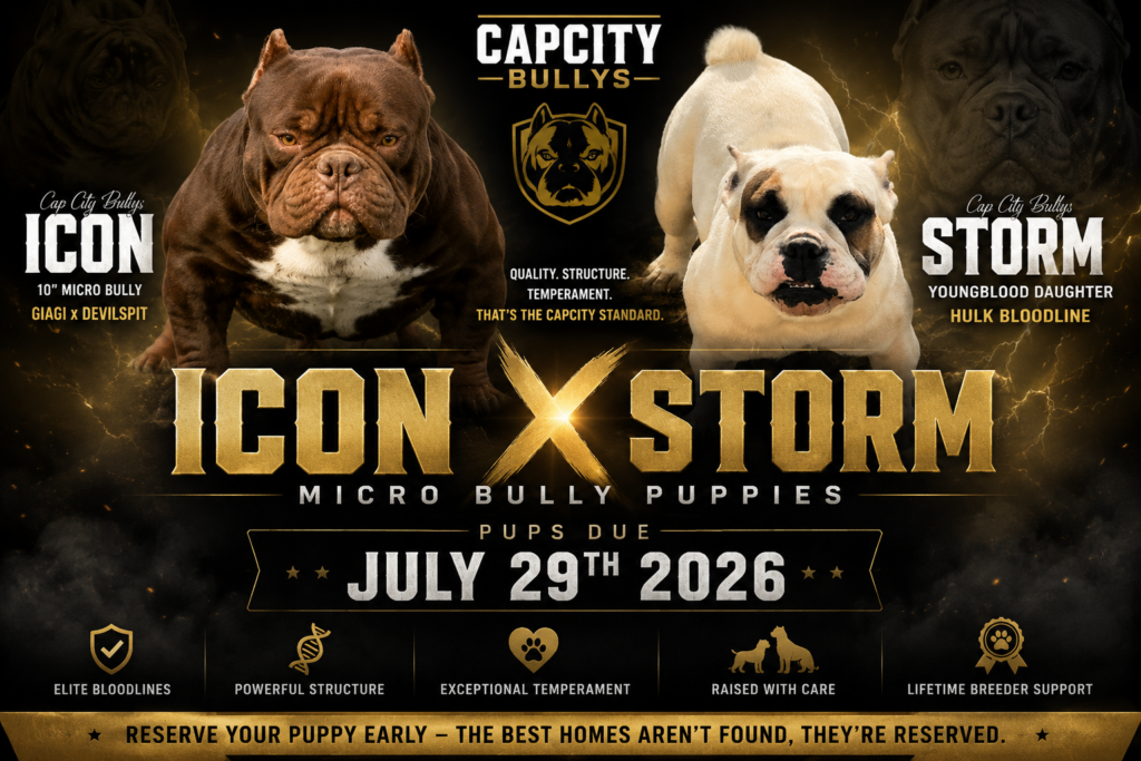 icon x storm micro bully litter july 29 2026
