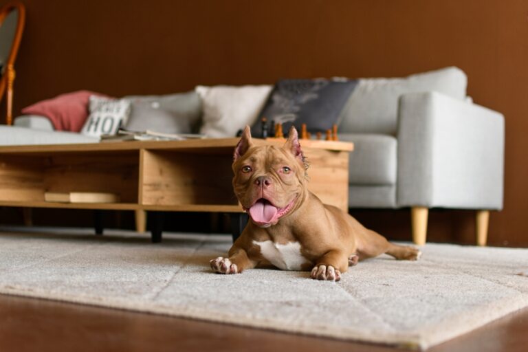 Micro American Bully puppy from Capcity Bullys available for families in New York City with airport delivery and nationwide transportation.