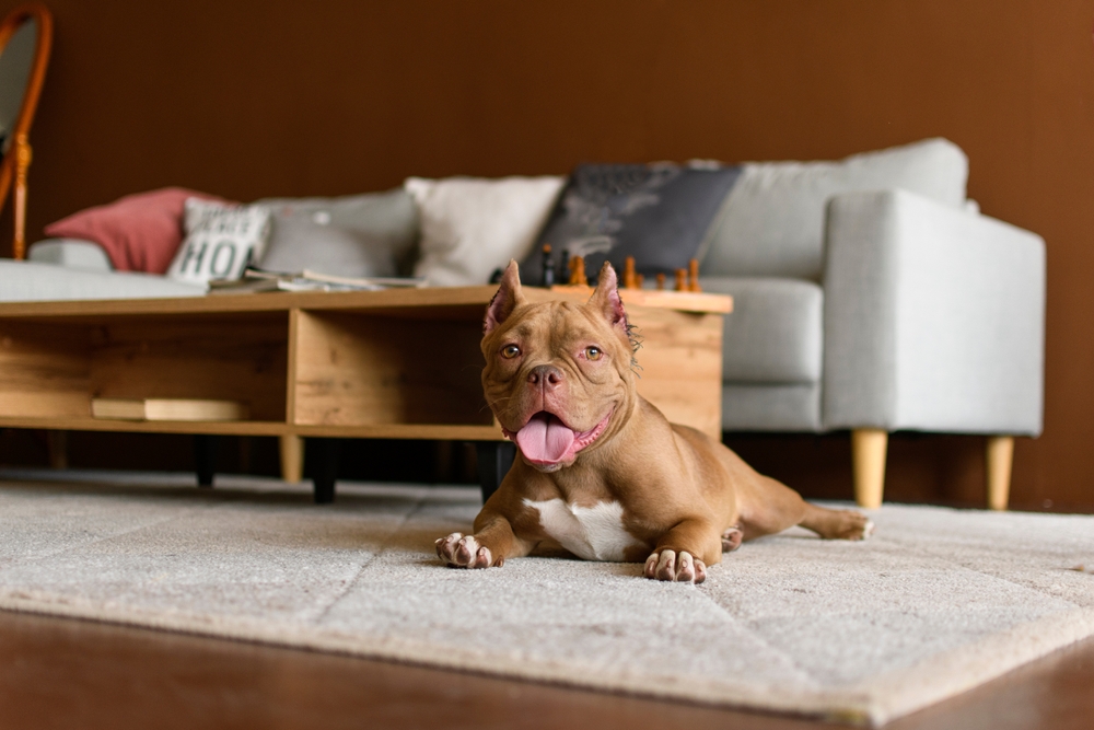 Micro American Bully puppy from Capcity Bullys available for families in New York City with airport delivery and nationwide transportation.