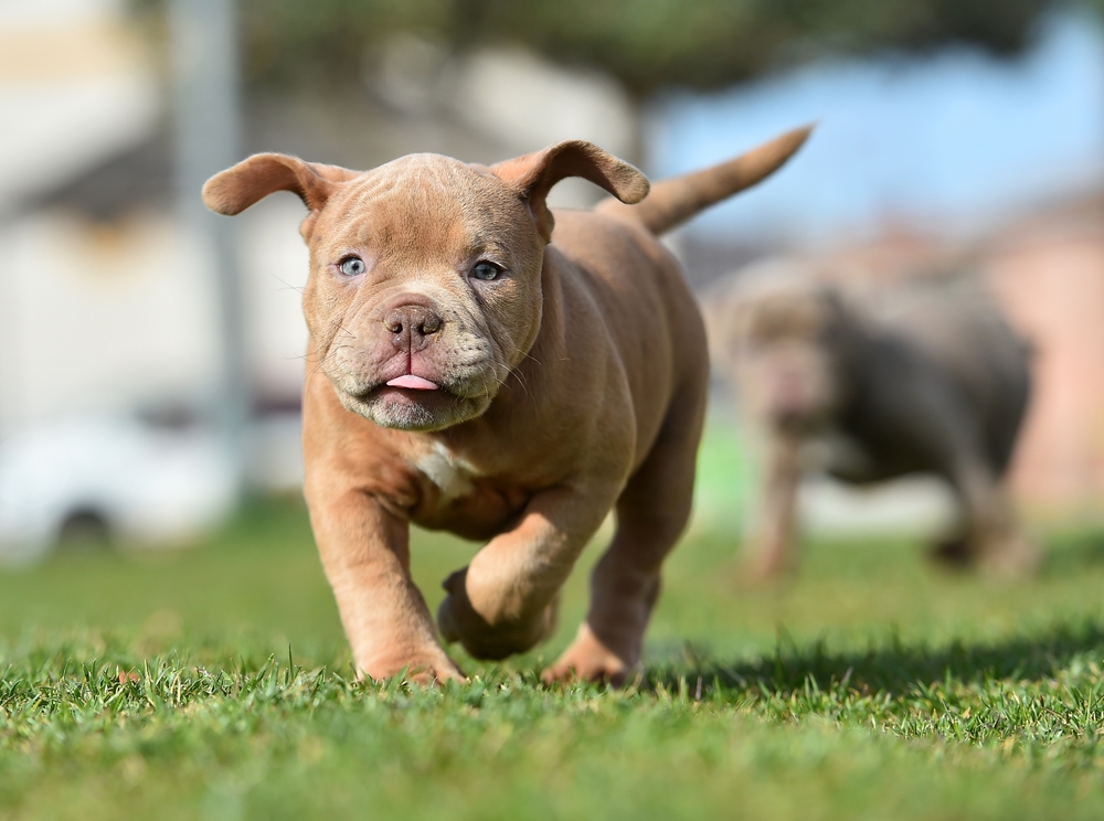Micro American Bully puppy running across green grass at Capcity Bullys with another American Bully in the background.