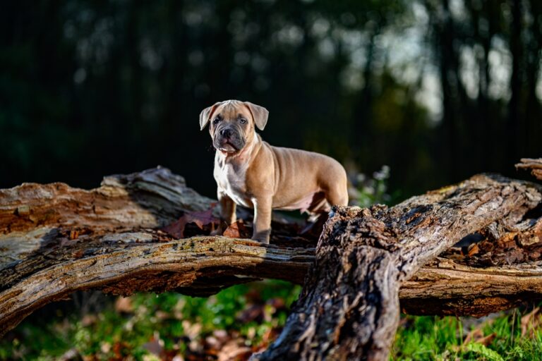 Well-bred American Bully puppy standing on a tree stump in a forest, showcasing correct structure, balance, and confident temperament.