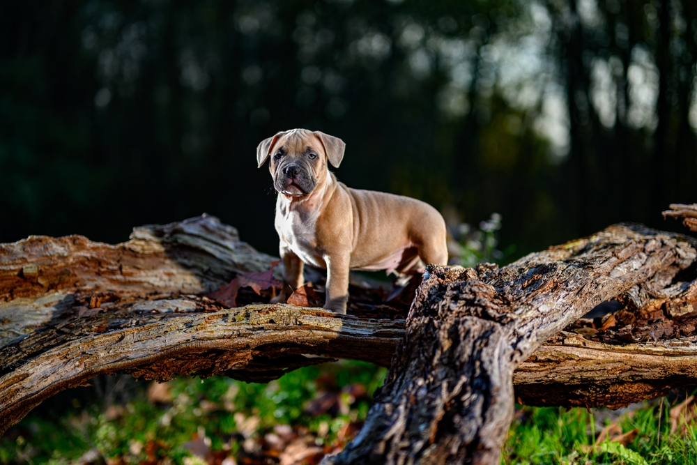Well-bred American Bully puppy standing on a tree stump in a forest, showcasing correct structure, balance, and confident temperament.