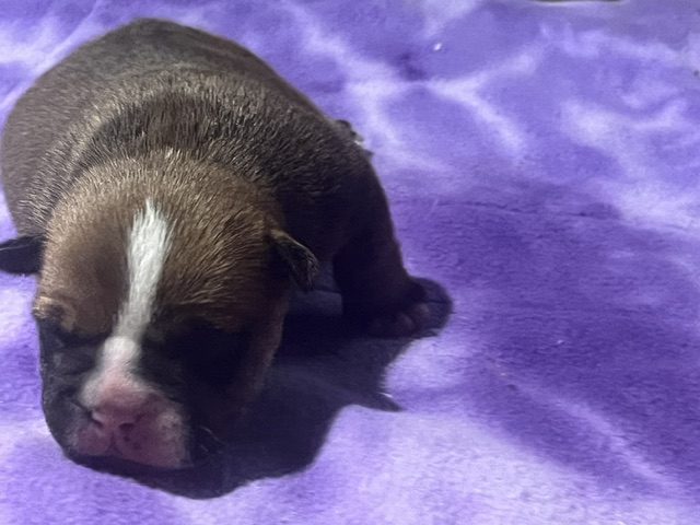 Kingston – Icon × Storm Micro Bully Male