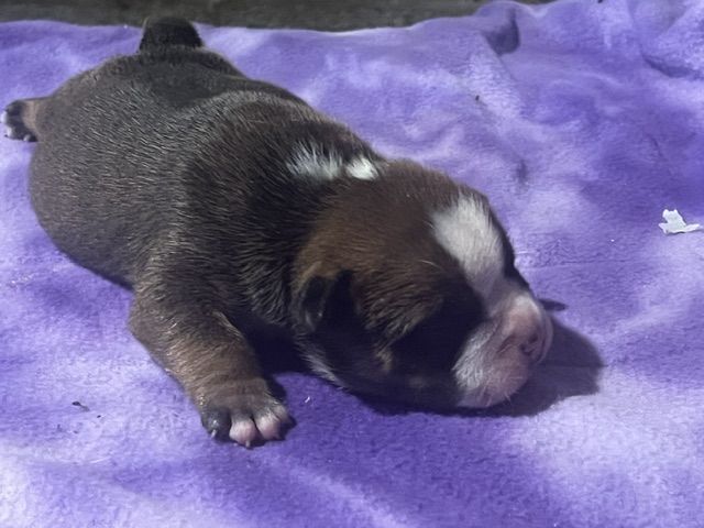 Legend – Icon × Storm Micro Bully Male