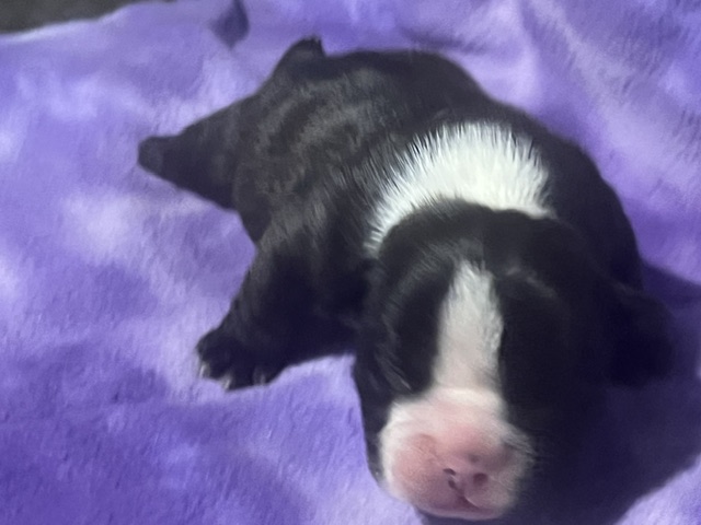 Onyx – Icon × Storm Micro Bully Male
