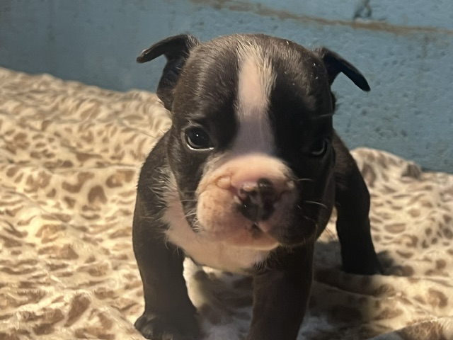 Onyx – Icon × Storm Micro Bully Male
