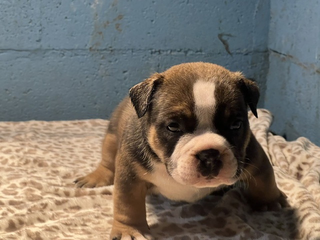 Legend – Icon × Storm Micro Bully Male