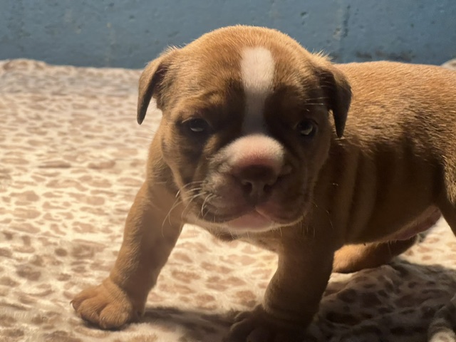 Chanel – Icon × Storm Micro Bully Female