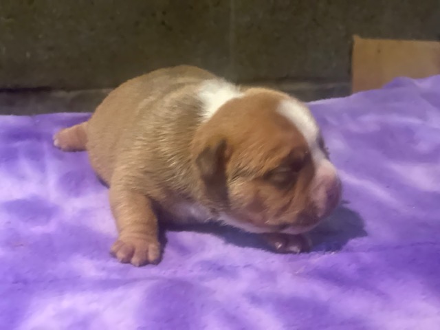 Chanel – Icon × Storm Micro Bully Female