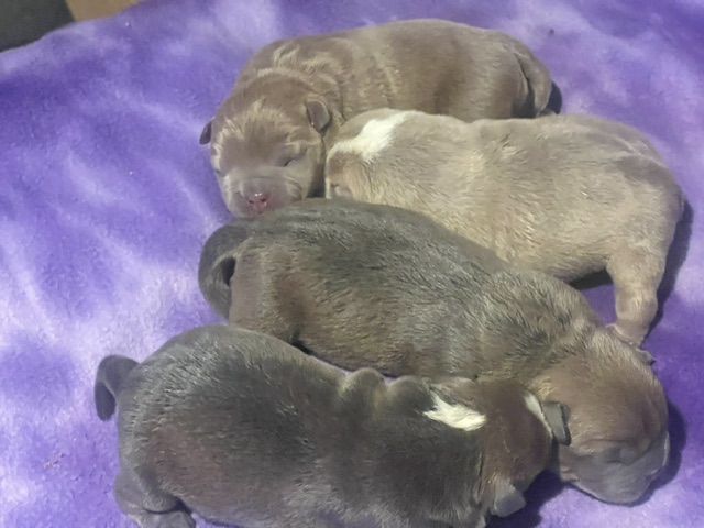 They’re Here! Cyber × Raven Micro Bully Puppies Have Arrived!
