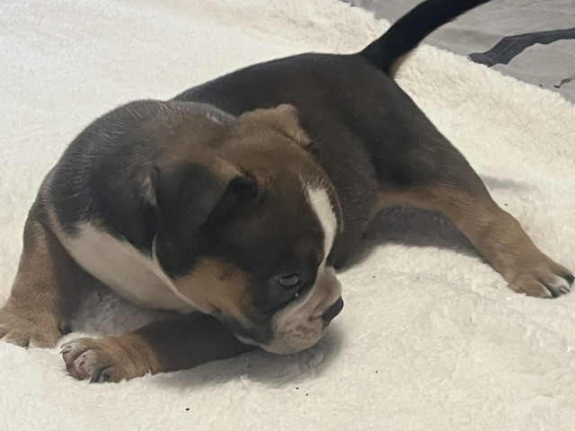IMG 3612