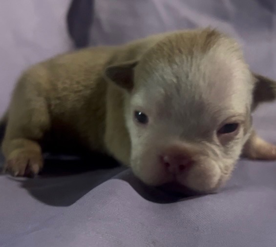 Athena – Cyber × Raven Micro Bully Female