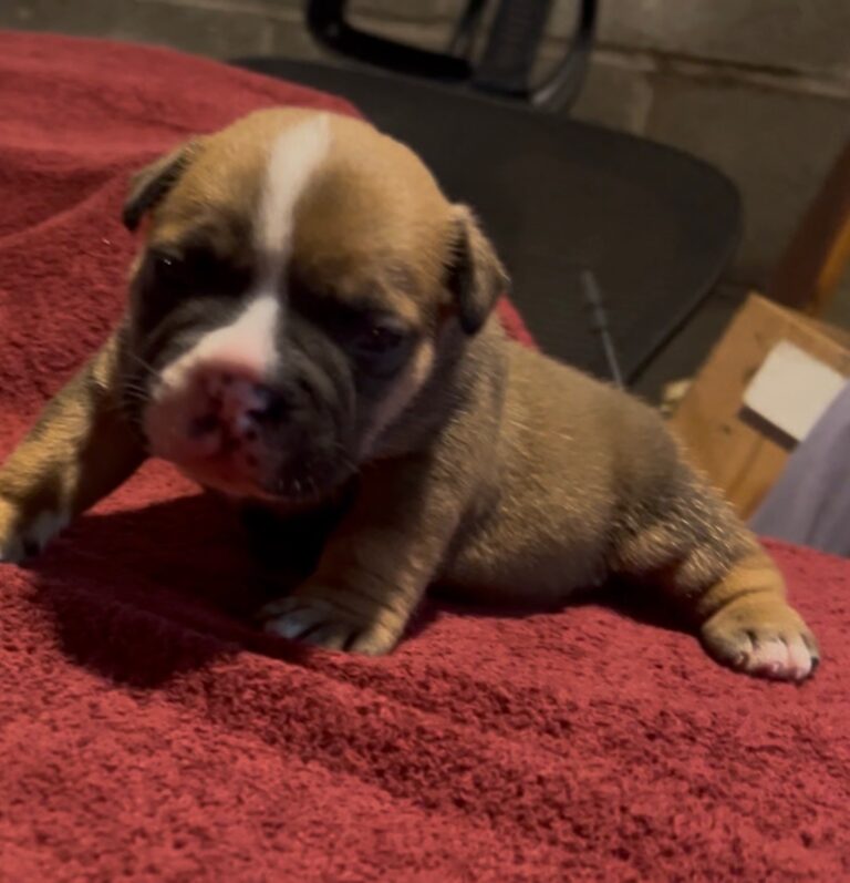 Kingston – Icon × Storm Micro Bully Male